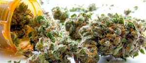 San Diego zezwala przychodniom medycznej marihuany na sprzedawanie cannabis każdemu powyżej 21 roku życia, TanieSianie, Tanie Sianie