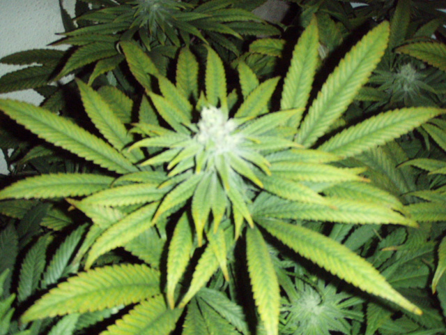 Kolorado „wywąchało” nowy problem wiążący się z uprawą marihuany, TanieSianie, Tanie Sianie