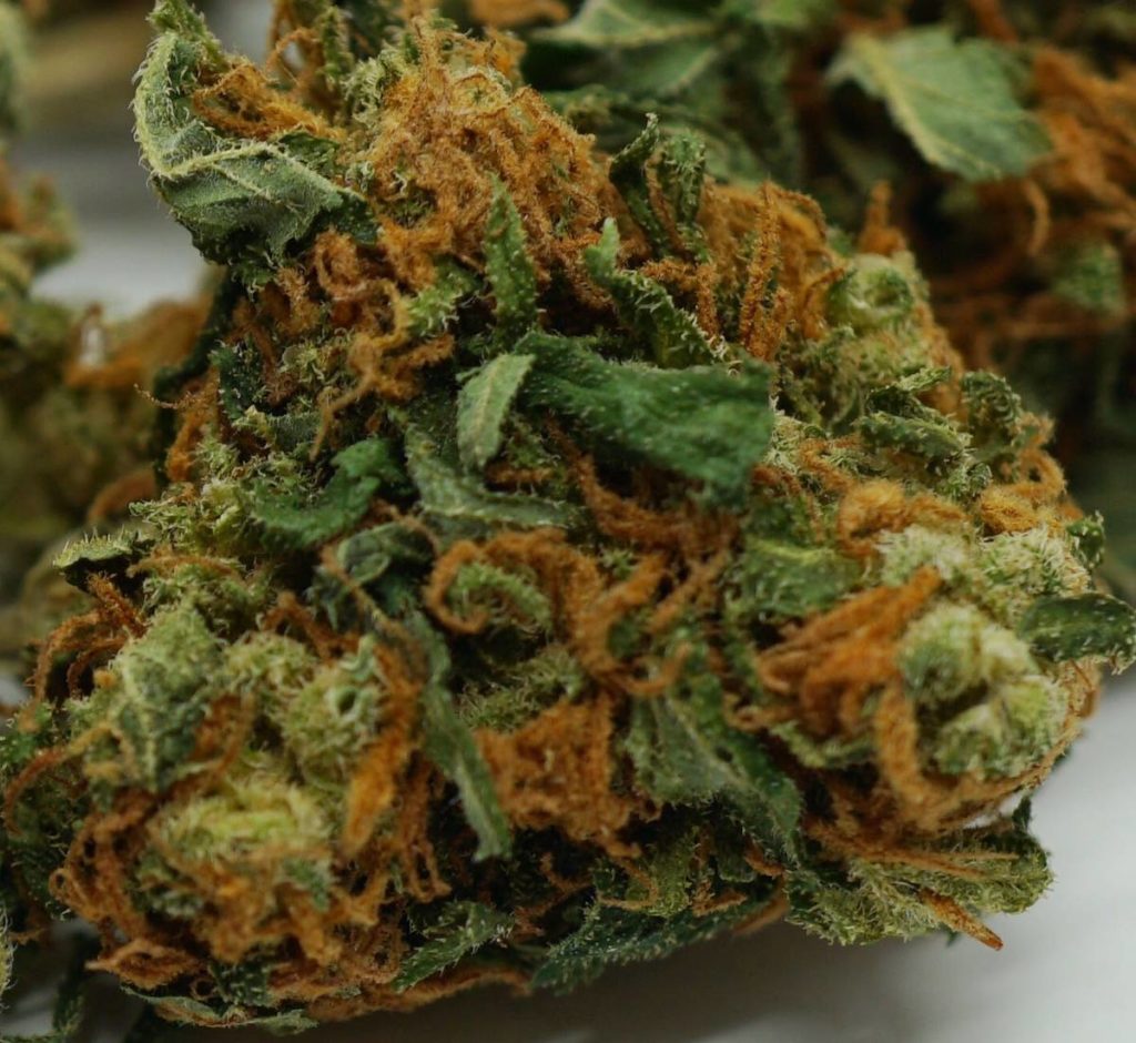 opis nasion marihuany odmiany orange bud