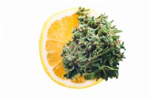 Jak sprawić, żeby cannabis pachniało lepiej?, TanieSianie, Tanie Sianie