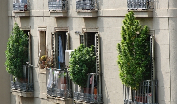 Uprawa marihuany na balkonie, TanieSianie, Tanie Sianie