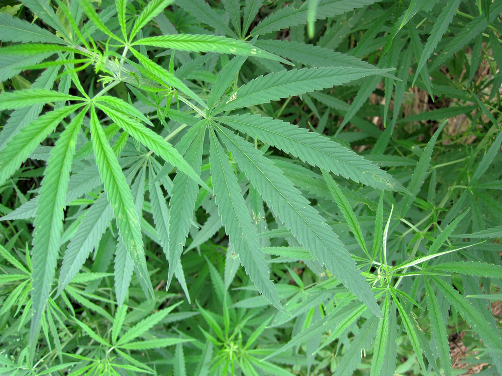 Różnica między CBD pochodzącym z cannabis i konopi, TanieSianie, Tanie Sianie