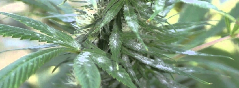 Choroby Roślin Cannabis: Mączniak Prawdziwy, TanieSianie, Tanie Sianie