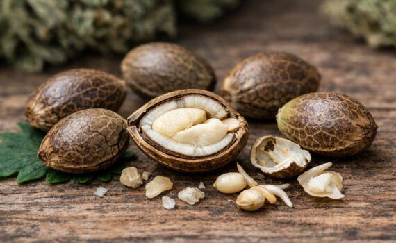 Budowa nasion marihuany