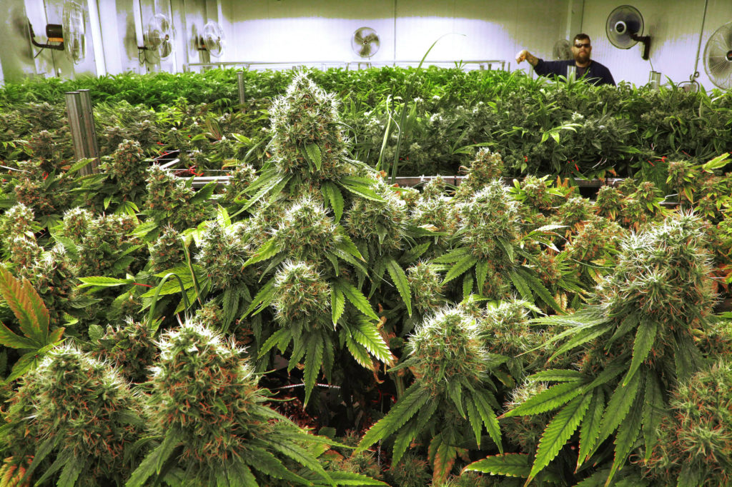 Uprawa Marihuany przy Użyciu Nawozów Organicznych, TanieSianie, Tanie Sianie