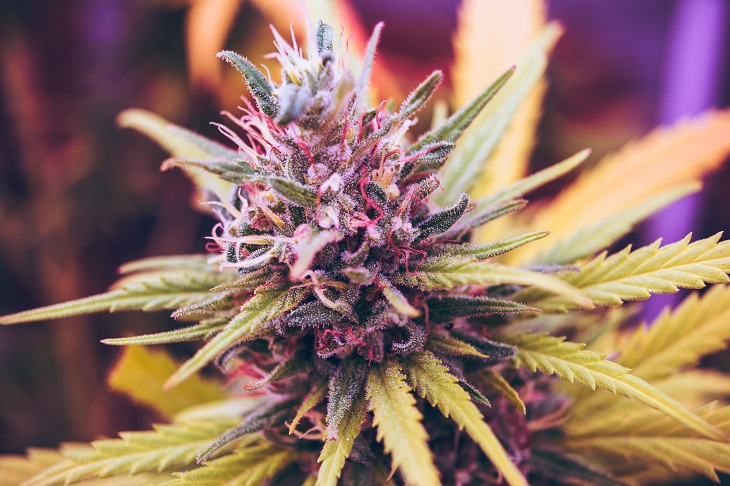 Zrozumienie Rośliny Cannabis, TanieSianie, Tanie Sianie